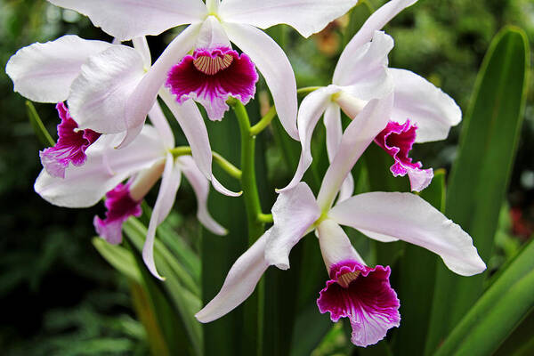 Orchids Art Print featuring the photograph Orchids by Richard Krebs