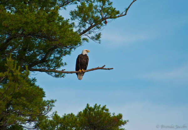Bald Eagle Art Print featuring the photograph Out on a Limb #1 by Brenda Jacobs