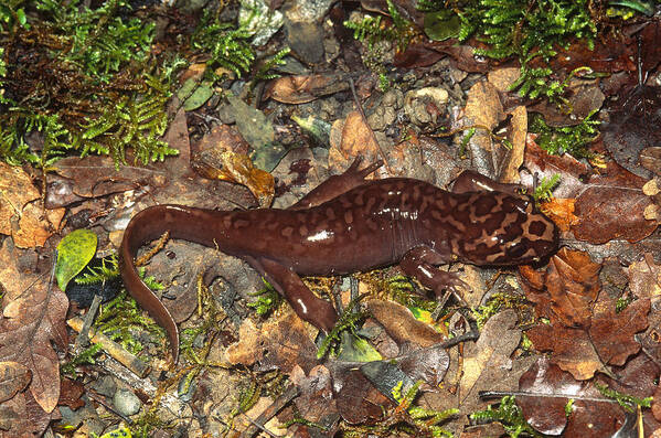 Amphibia Art Print featuring the photograph Pacific Giant Salamander by Karl H. Switak