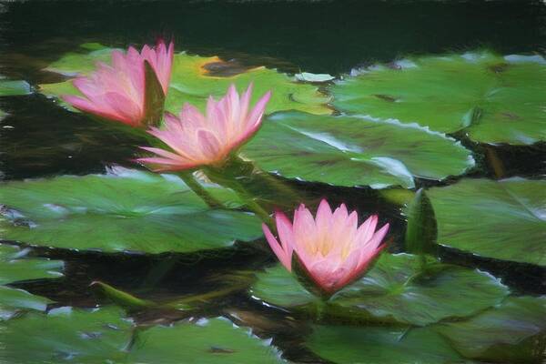 Flower Artwork Art Print featuring the photograph Painted Lilies by Mary Buck