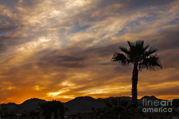 Sunrise Art Print featuring the photograph Palm Tree Silhouette #2 by Robert Bales