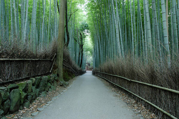 Tranquility Art Print featuring the photograph Path Of Bamboo In Arashiyama, Kyoto #1 by Kaoru Hayashi