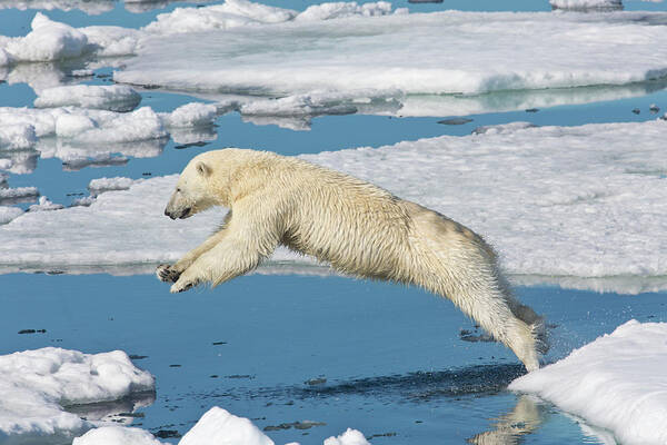 Svalbard Islands Art Print featuring the photograph Polar Bear On Ice Pack High Arctic #1 by Darrell Gulin