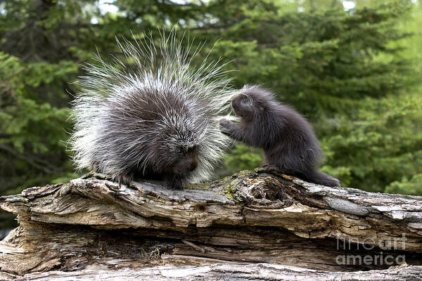 Porcupine Art Print featuring the photograph Porcupines #1 by Linda Freshwaters Arndt