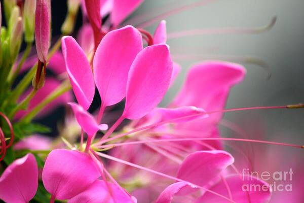 Pink Flowers Art Print featuring the photograph Pretty in pink by Deena Withycombe