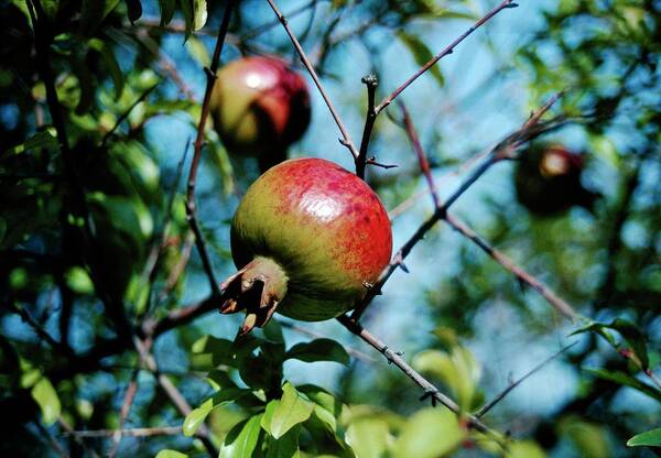 Punica Granatum Art Print featuring the photograph Punica Granatum #1 by Annie Poole/science Photo Library