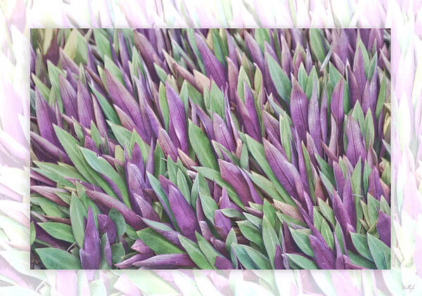 Floral Art Print featuring the photograph Purple and Green by Holly Kempe