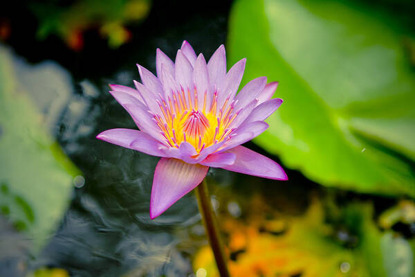 Backgrounds Art Print featuring the photograph Purple lotus #1 by Raimond Klavins