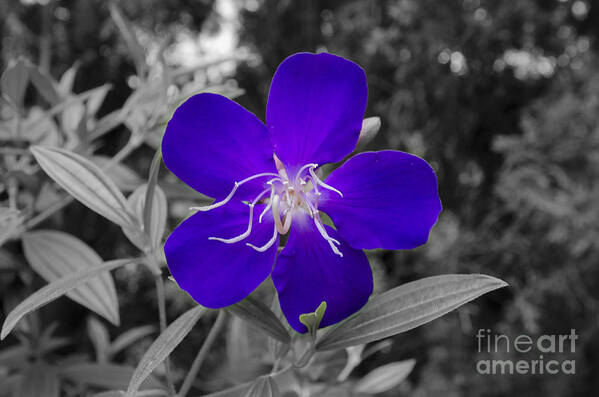 Abstract Art Print featuring the photograph Purple Passion #1 by Joe McCormack Jr