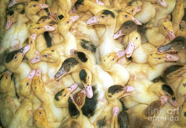 Ducks Art Print featuring the photograph Quacks by David Smith