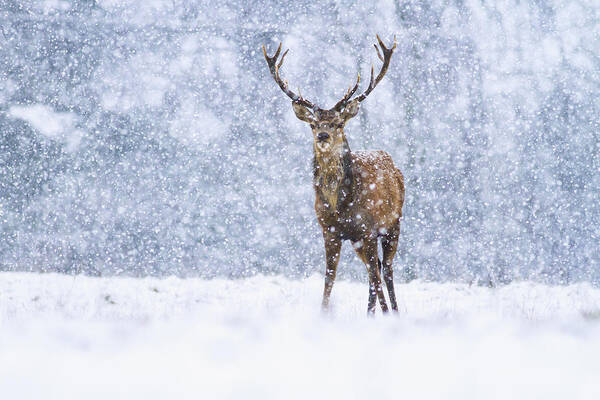 Nis Art Print featuring the photograph Red Deer Stag In Snowfall Derbyshire Uk #1 by James Shooter
