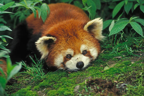 Ailuridae Art Print featuring the photograph Red Panda #1 by Thomas And Pat Leeson