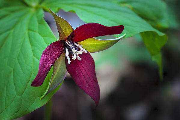 Beauty Art Print featuring the photograph Red Trillium #1 by Jack R Perry