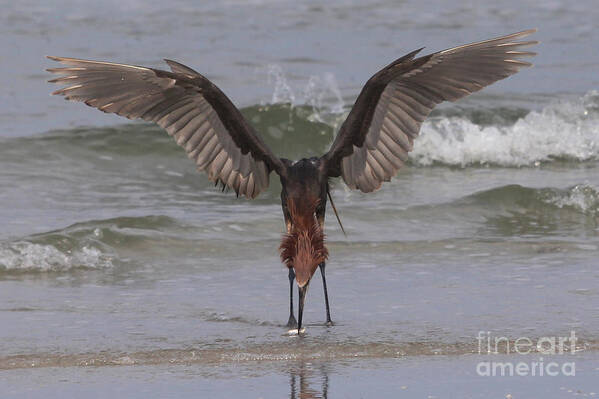 Reddish Egret Art Print featuring the photograph Reddish Egret Fishing #1 by Meg Rousher