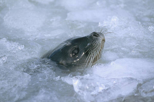 Feb0514 Art Print featuring the photograph Ringed Seal Surfacing In Brash Ice #1 by Tui De Roy