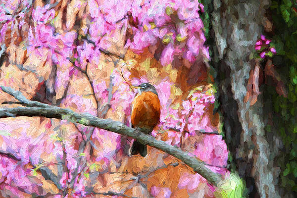 Birds Art Print featuring the photograph Robin in a Red Bud Tree #1 by John Freidenberg