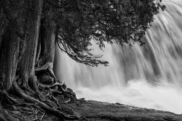 rooted In Spring cedar Trees Roots spring Melt gooseberry Falls Waterfall black And White lake Superior Power gooseberry Falls State Park minnesota Nature greeting Cards mary Amerman Art Print featuring the photograph Rooted In Spring #2 by Mary Amerman
