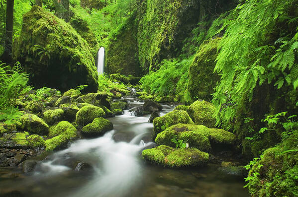 Grass Art Print featuring the photograph Ruckel Creek Waterfall, Columbia River #1 by Alan Majchrowicz