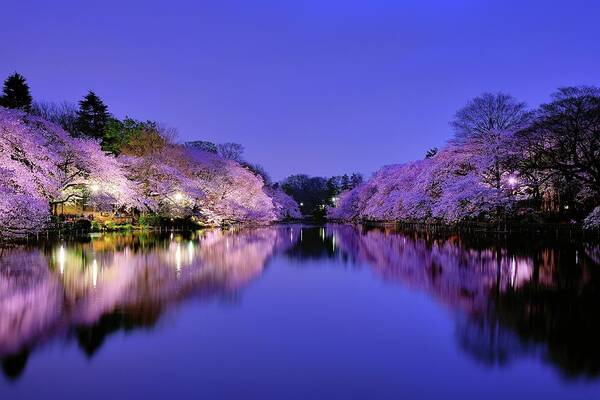 Tranquility Art Print featuring the photograph Sakura At Night #1 by Takuya Igarashi