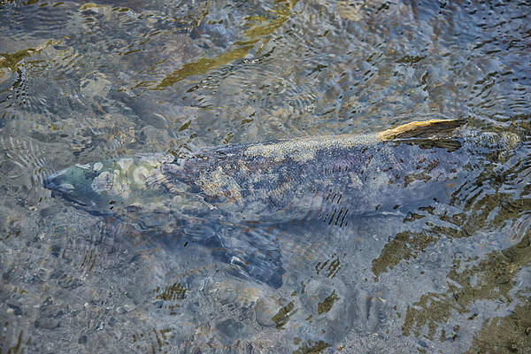 Animals Art Print featuring the digital art Salmon Spawning #1 by Carol Ailles