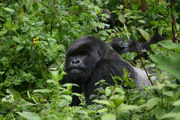 Gorilla Art Print featuring the photograph Silverback On Watch #1 by Bruce J Robinson