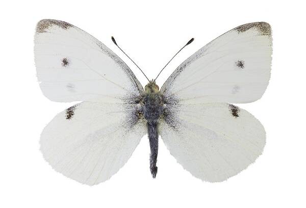 Entomology Art Print featuring the photograph Small white butterfly #1 by Science Photo Library