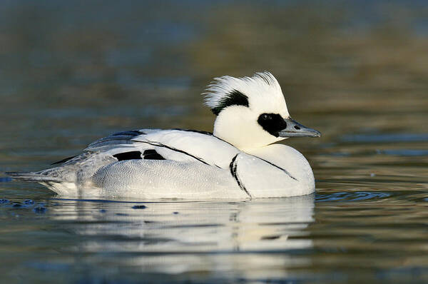 Fn Art Print featuring the photograph Smew #1 by Jasper Doest