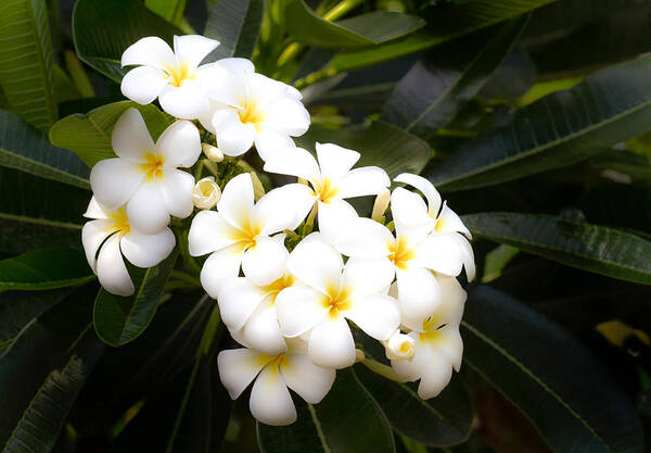 Plumeria Art Print featuring the photograph Soft Plumeria #1 by Roger Mullenhour
