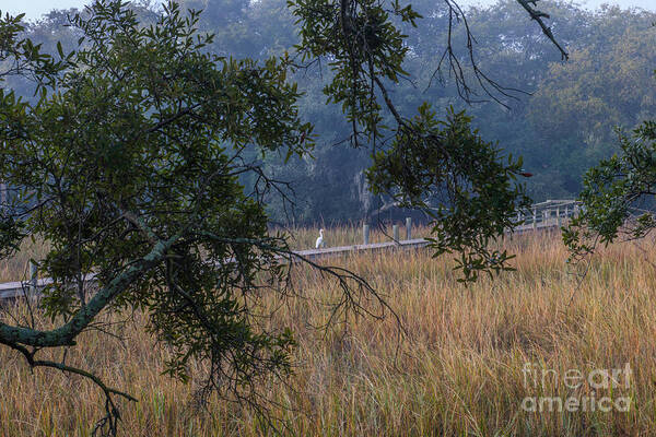 Fog Art Print featuring the photograph Southern Fog #1 by Dale Powell