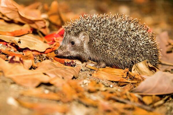 Eastern Art Print featuring the photograph Southern White-breasted Hedgehog #1 by Photostock-israel