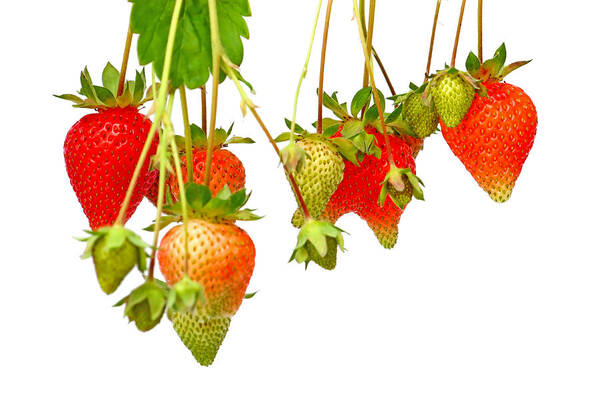 Strawberry Art Print featuring the photograph Strawberries #1 by Borislav Marinic