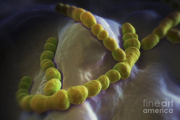 Coccus Bacteria Art Print featuring the photograph Streptococcus Pneumoniae #1 by Science Picture Co