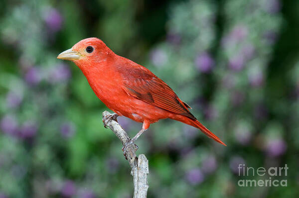 Summer Tanager Art Print featuring the photograph Summer Tanager #1 by Anthony Mercieca