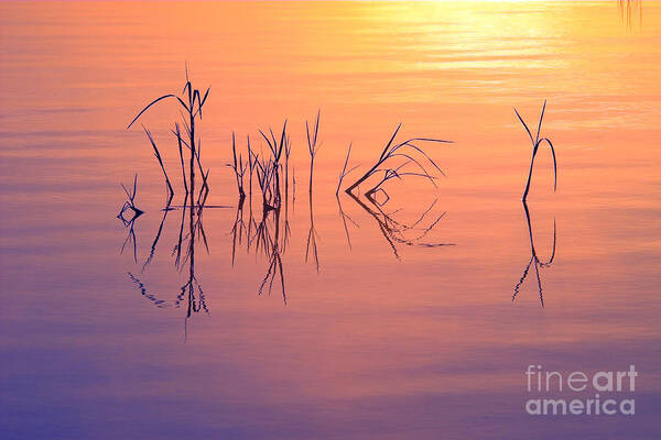 Photography Art Print featuring the photograph Sunrise Grass Reflections #1 by Jane Axman