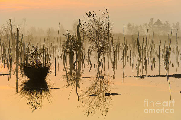 Bog Art Print featuring the photograph Sunrise In Germany #3 by Willi Rolfes