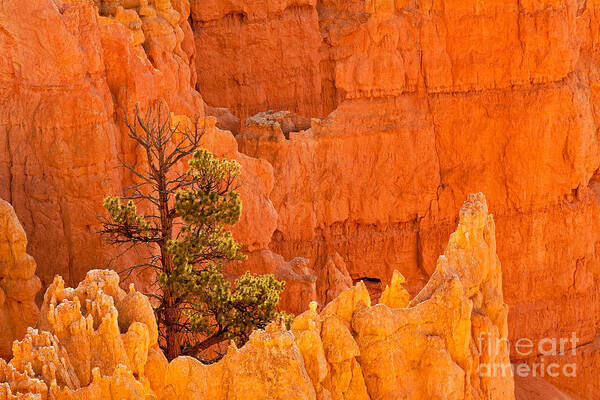 Bryce Canyon Art Print featuring the photograph Sunset Point Bryce Canyon National Park #1 by Fred Stearns
