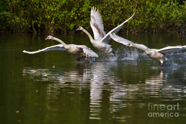 Swan Art Print featuring the photograph Swan Take-Off #1 by Jeremy Hayden