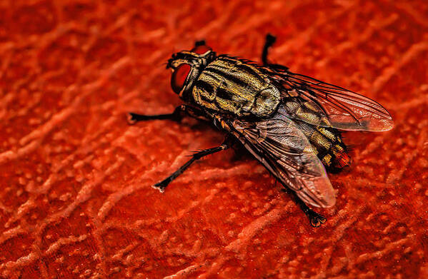 Canvas Prints Art Print featuring the photograph The Fly #1 by Dave Bosse