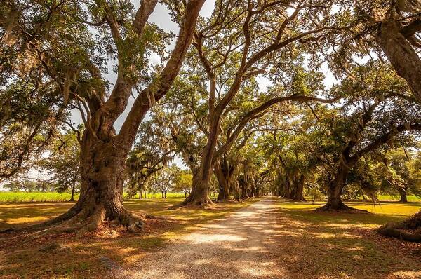 Evergreen Plantation Art Print featuring the photograph The Lane #1 by Steve Harrington