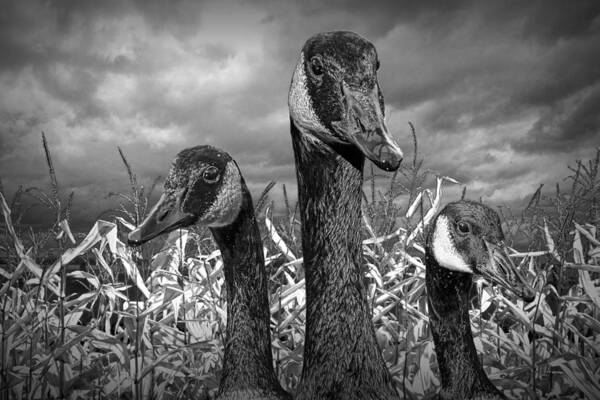 Art Art Print featuring the photograph Three Canada Geese in an Autumn Cornfield #1 by Randall Nyhof