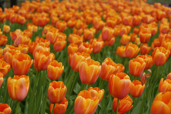 Feb0514 Art Print featuring the photograph Tulip Flower Garden Japan #1 by Hiroya Minakuchi