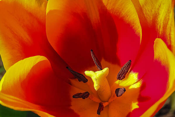 Flower Art Print featuring the photograph Tulip #1 by Robert Mitchell