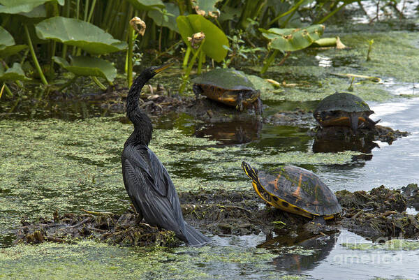 Nature Art Print featuring the photograph Turtles And Anhinga #1 by Mark Newman