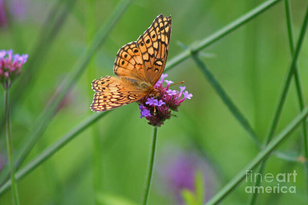 Variegated Art Print featuring the photograph Variegated Fritillary Butterfly in Field #1 by Karen Adams