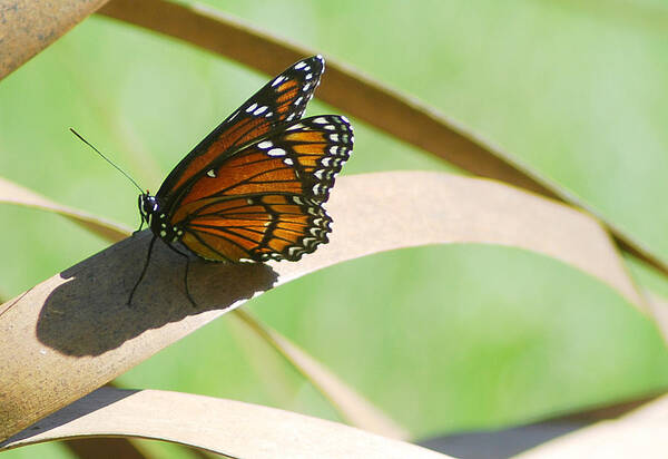 Photograph Art Print featuring the photograph Viceroy #1 by Larah McElroy