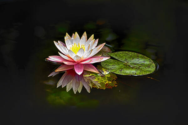 Water Lily Art Print featuring the photograph Water Lily by Bill Barber