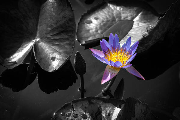Bloom Art Print featuring the photograph Water Lily #1 by Mark Llewellyn
