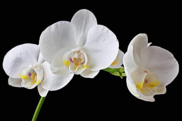 Black Background Art Print featuring the photograph White Orchid #1 by Garry Gay