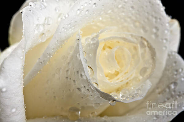 Beautiful Art Print featuring the photograph White Roses #1 by Gunnar Orn Arnason