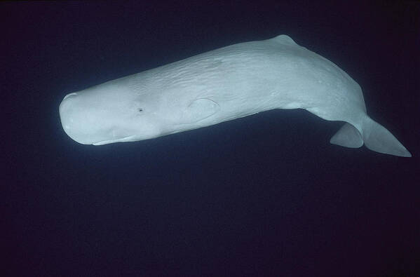 Feb0514 Art Print featuring the photograph White Sperm Whale Azores Islands #1 by Hiroya Minakuchi